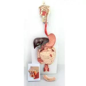 학교 과학 인체모형 수업교구 고급형 소화기관 모형 79x27cm 과학인재 과학왕