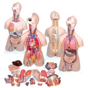 인체해부구조 컬러별 21등분 조립 분리 반신 인체모형 과학인재 유치원교구