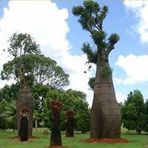 병나무 씨앗 5립 / 보틀트리 / 열대나무 종자 희귀씨앗