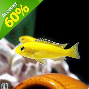 관상어 열대어 시클리드 / 바나나 시클리드 EVENT [10마리]