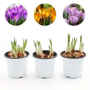 갑조네 크로커스(랜덤) 구근식물 꽃 화분