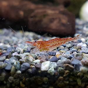 [신세계수족관] 관상용새우/체리새우 2cm급 5마리