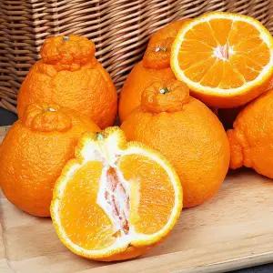 [제주푸드마씸]현가원 서귀포 못난이 한라봉 10kg (실속형 혼합과)