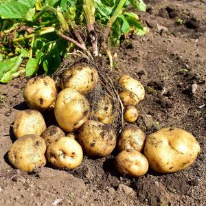 햇 감자 3kg 5kg 내외 국내산 수미감자 대/중 혼합