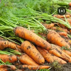 [초록한입] 국내산 유기농 당근(상) 총4kg