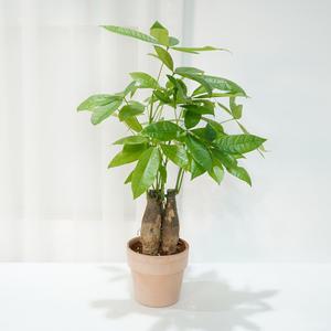 갑조네 파키라(미니중품)