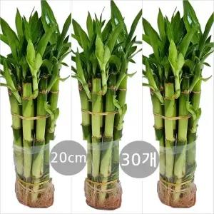 트리앤  개운죽 20cm(30개)   10cm(30개)  30cm(20개)   40cm(20개) 수경식물 공기정화식물