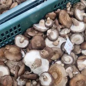 하나의팜 못난이표고버섯 파지표고 가정용 생표고 2kg