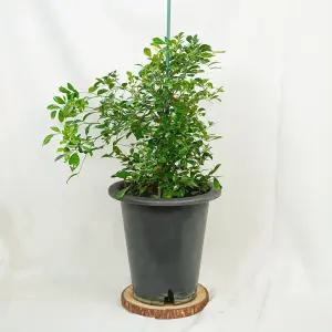 갑조네 오렌지 자스민 특대품 개별배 송