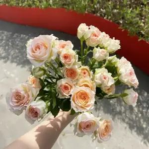 오후의 꽃 미니장미 한다발 스프레이장미 꽃배달 싼곳 꽃택배