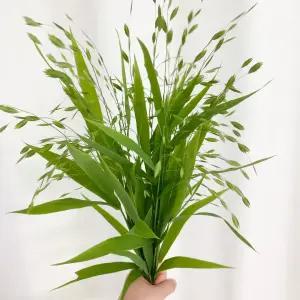 오후의 꽃 보리사초 유니폴라 그린소재 생화택배 꽃배달 싼곳