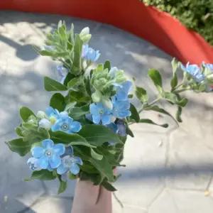 오후의 꽃 옥시페탈룸 옥시페탈륨 파란꽃 꽃배달 싼곳 생화택배