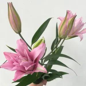 오후의 꽃 생화 겹백합 한송이 백합꽃 꽃배달 싼곳 양재꽃시장