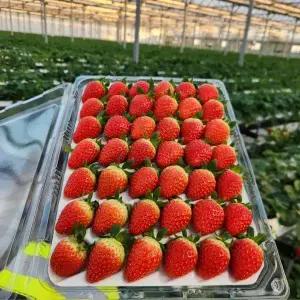 당일수확 고당도 논산 제철 딸기 킹스베리 설향딸기 생딸기