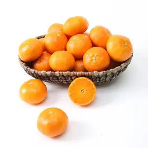 [아침이슬농원] 제주에서 자란 달콤 레드향 정품 4.5kg 중소과