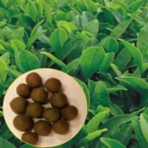 화분재배씨앗 녹차종자 품종씨 곡물재배 녹차화분재배 (WFJ79RH)