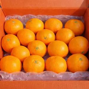 고당도 1월 수확 황금향 5kg 가정용/ 선물용