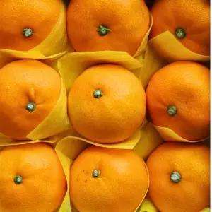 제주 하우스 고당도 달콤과즙 천혜향 10kg 중대과