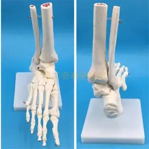 발 모형 관절 뼈 교육모형 골격 인체해부학