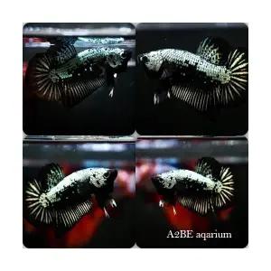 [에이투비][ 프리미엄 베타 ] 메탈릭 실버 블랙 사무라이 플라캇 베타 / 암컷 / 1마리 / 개체 랜덤발송