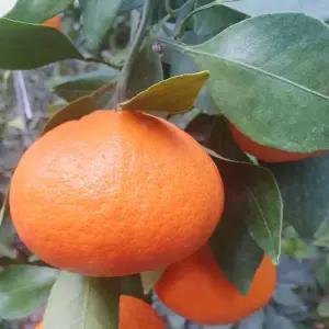 제주 레드향 10kg 소과 고당도 프리미엄 하우스 레드향 안심포장