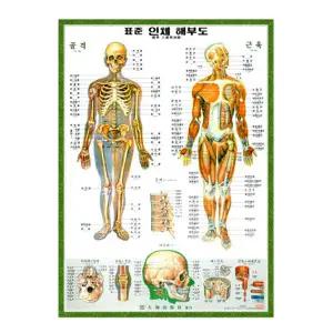 대해 한글 인체 골격근육차트 - 인체해부도 - .