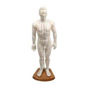혈자리 인체 모형 50CM 경혈 경혈인형