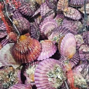 홍 가리비 제철 국내산 조개 1kg부터