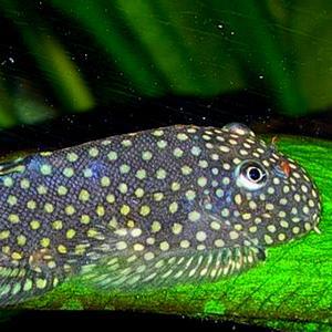 가오리비파1마리