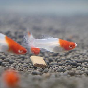 산타클로스 플래티 2마리