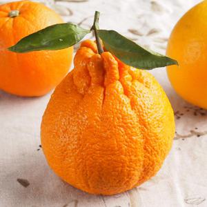 제주 서귀포 한라봉 5kg(일반포장)