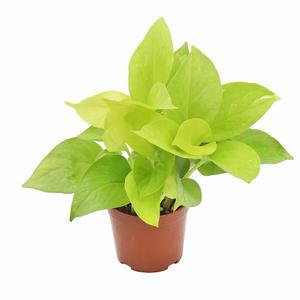 형광스킨답서스(소품)