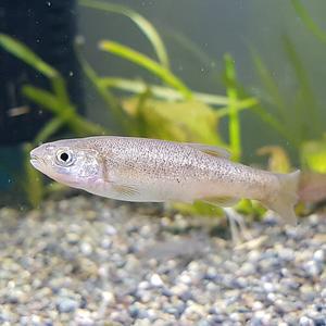 [신세계수족관] 관상용 민물고기 버들치 5~6cm 2마리