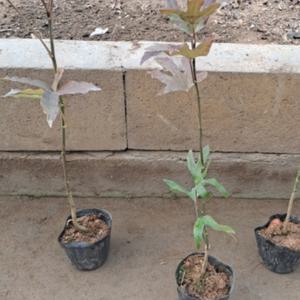 (G소망)황칠나무묘목(2년생 포트) 4그루