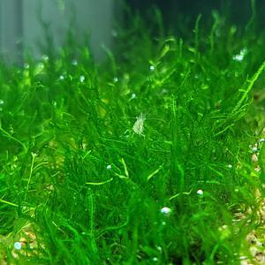 불꽃모스 한컵 음성수초 활착 어항 수족관