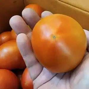 완숙 찰 토마토 못난이 쥬스용 대과 중과 5kg