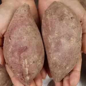 강원도 펀치볼 밤고구마 5kg