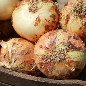 속이 꽉찬 국내산 흙양파 중 5KG