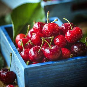 [프레쉬킹] 생 체리 500g 1kg