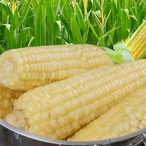 냉동 찰옥수수 미백 찐 옥수수 특대사이즈 30개,40개