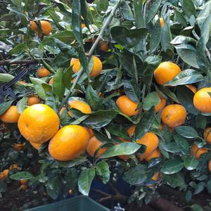 제주 감귤 10kg 혼합과 친환경 조생 택배 제철 서귀포귤 선물 무농약 노지 고당도