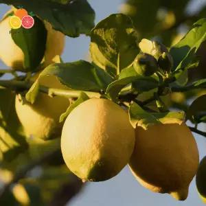 [퓨어푸룻]미국산 팬시 레몬 특대과 115과 17kg 대용량