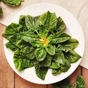 이영석생산자의 비금도 해풍으로 키운 비금섬초 시금치 1kg~