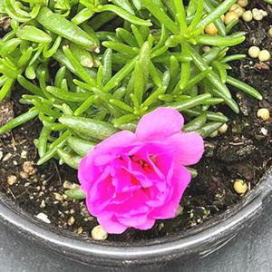 채송화 소형 야생화 인테리어 공기정화 반려 식물 모종