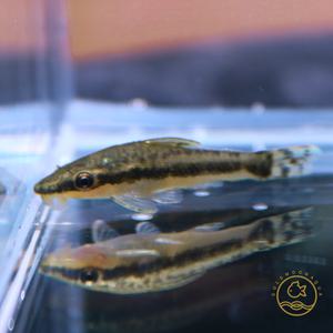 오토싱 청소물고기 1마리