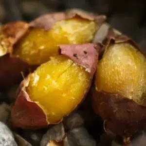 [해남미소] 늘해랑 25년산 비세척 꿀밤고구마 10kg