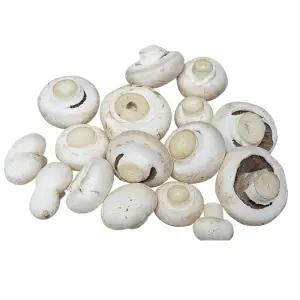 흰색양송이 파지 2kg