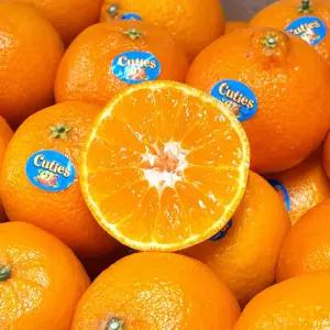 올바이 만다린 3kg내외 수입 귤 썬키스트 큐티스 필즈 할로 고당도 감귤