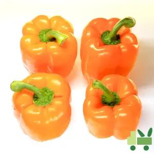 파프리카 10Kg (비품 - 주황)