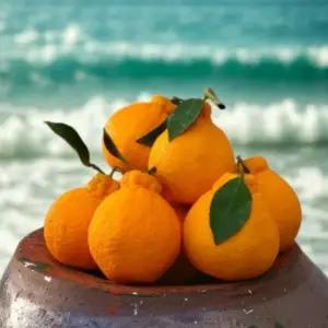 제주 하우스 고당도 써니트 한라봉 3kg 중소과